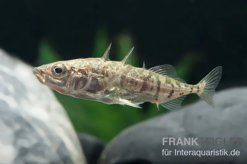Épinoche, Gasterosteus aculeatus, 4-6 cm (eau froide), DNZ (élevage allemand)