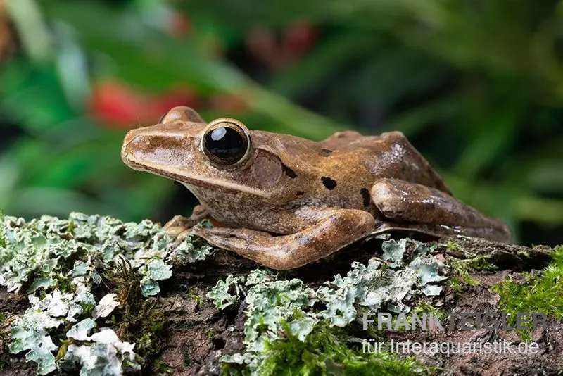 Grenouille volante à barbe blanche, Rhacophorus leucomystax