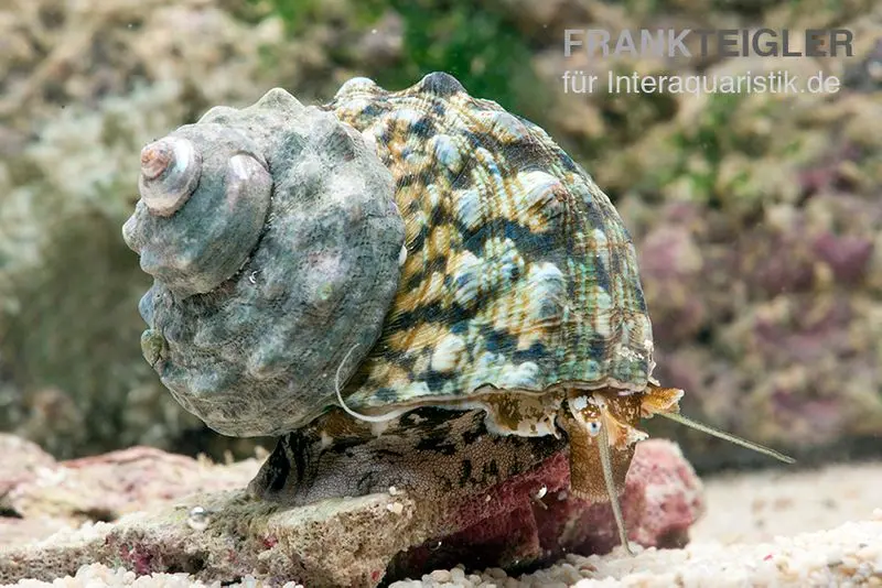 Escargot turban, Turbo brunneus