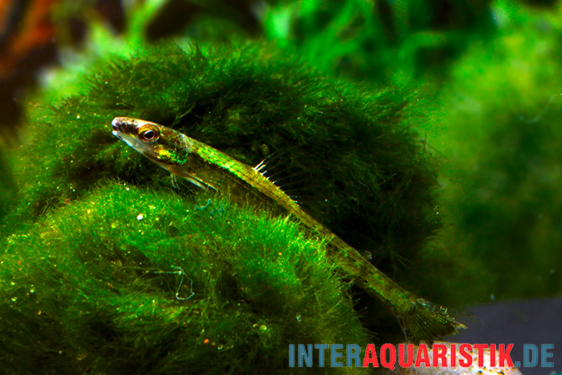 Tétra de fond vert toxique, Ammocryptocharax elegans, 4-5 cm