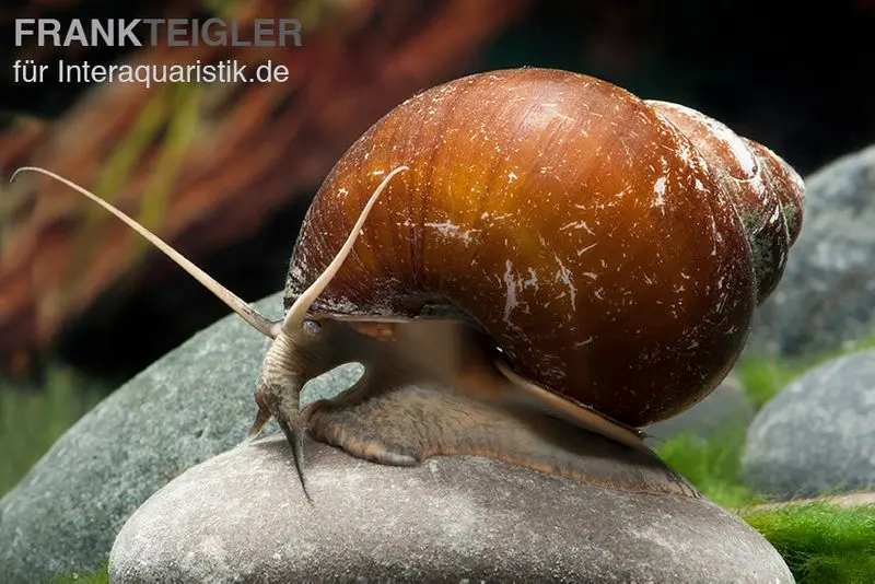 Escargot-pomme brun, Lanistes cf. ovum