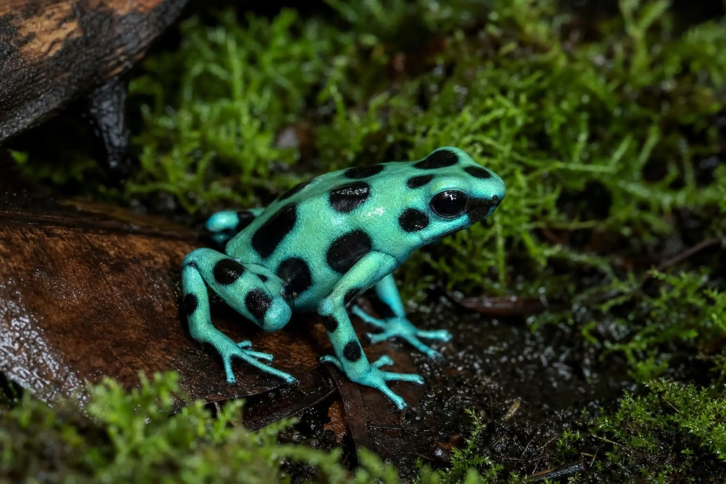 Dendrobate doré « Microspot », Dendrobates auratus