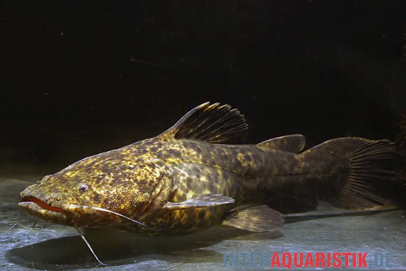 Silure apurensis, Cephalosilurus apurensis, 20-22 cm