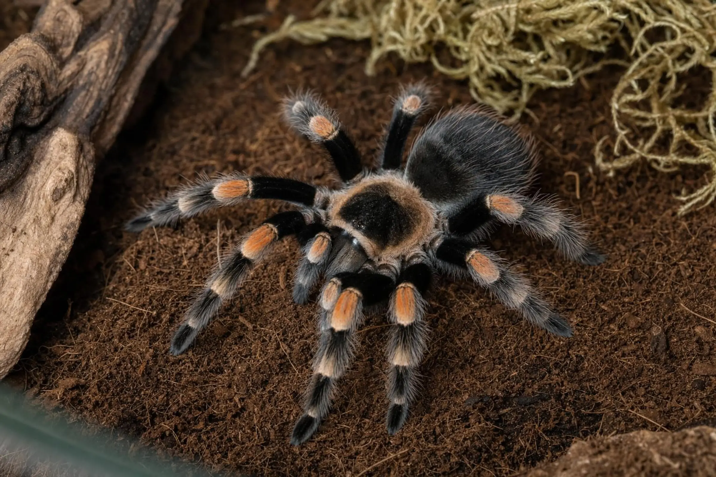 Mygale à genoux rouges du Mexique, Brachypelma hamorii (ex smithi)