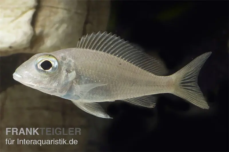 Cichlidé des sables à grands yeux, Callochromis macrops NDOLE RED, élevage allemand