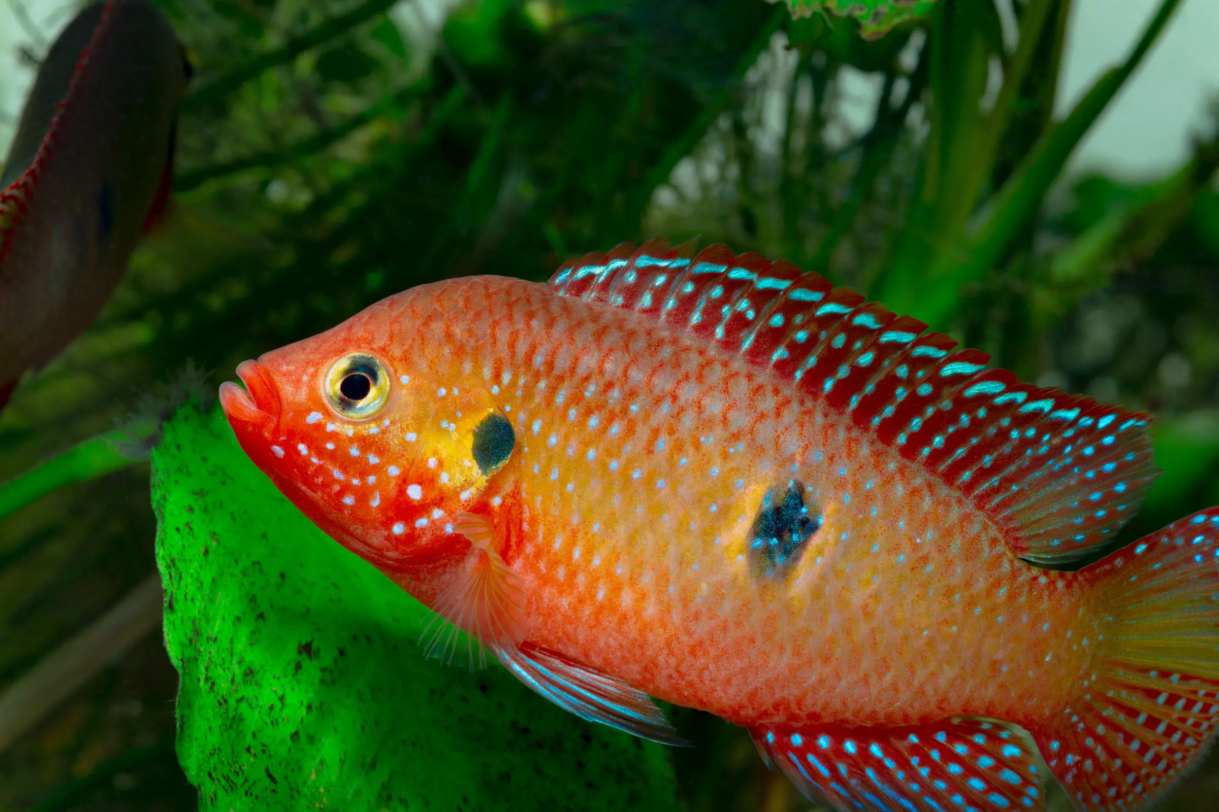 Cichlidé joyau rouge, Hemichromis guttatus (Rubricatochromis guttatus) DNZ