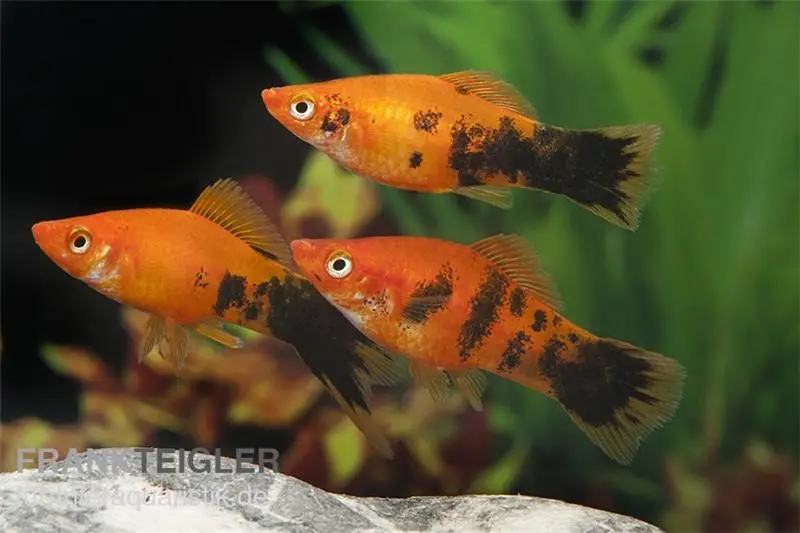 Porte-épée marbré orange, Xiphophorus helleri