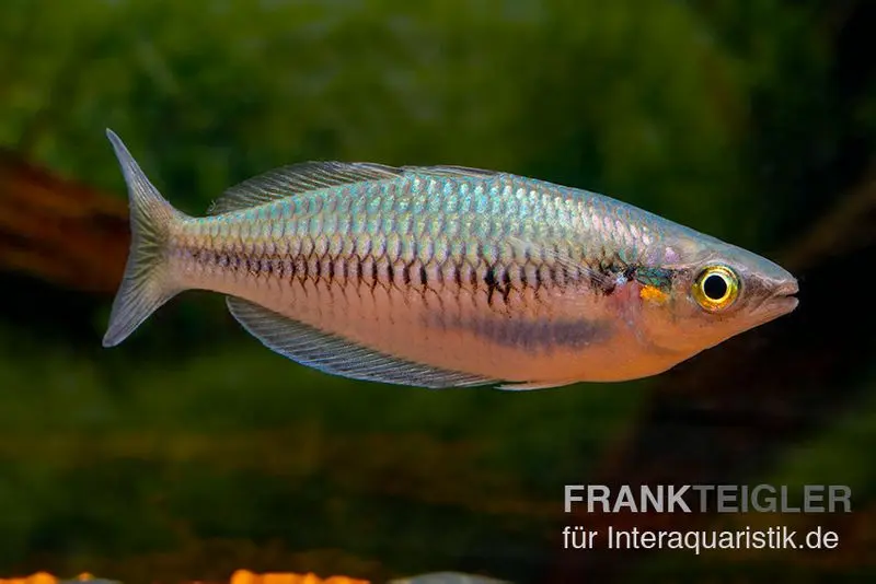 Poisson arc-en-ciel sikuensis, Melanotaenia sikuensis, élevage allemand, 6-9 cm