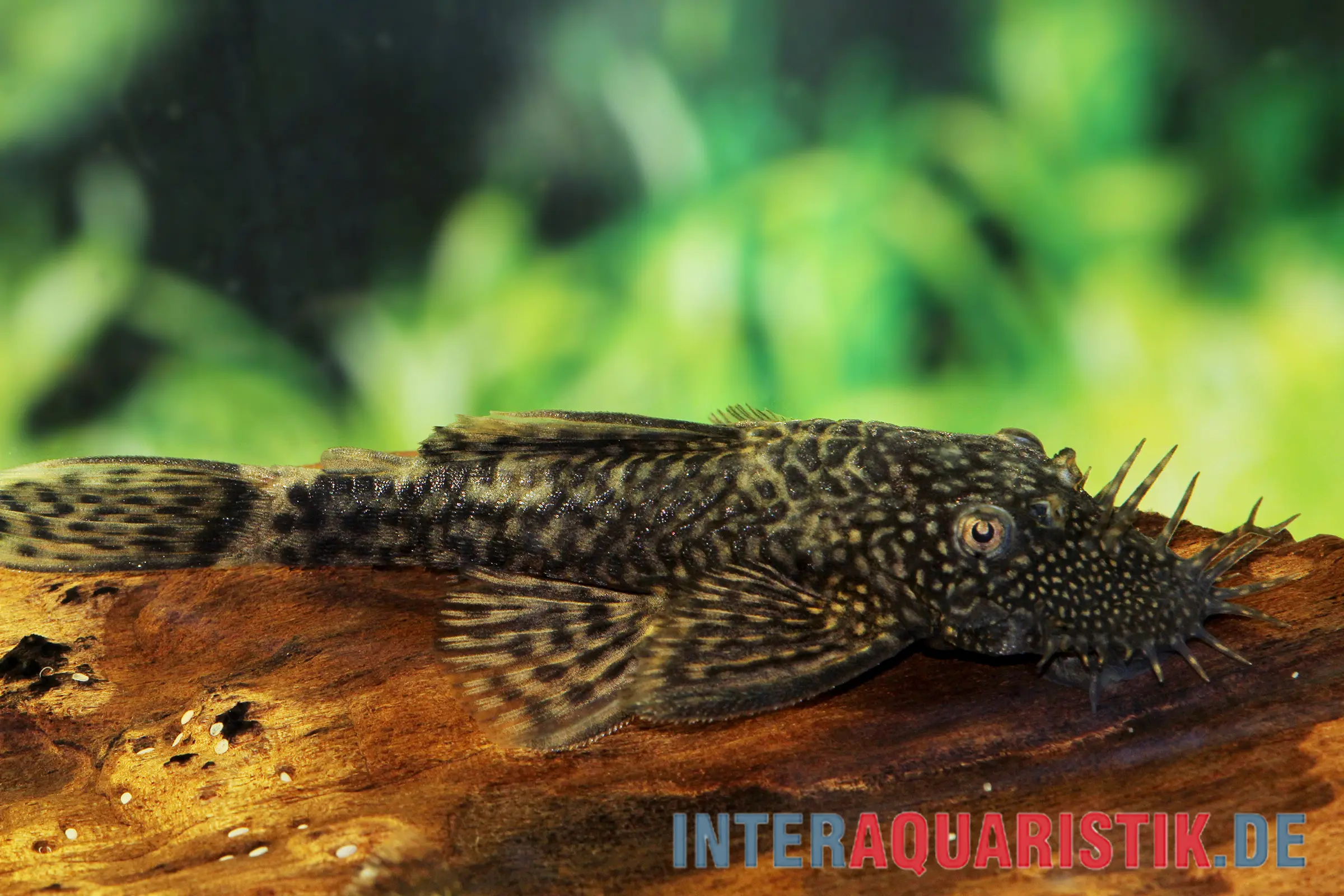 Ancistrus brun, Ancistrus sp.