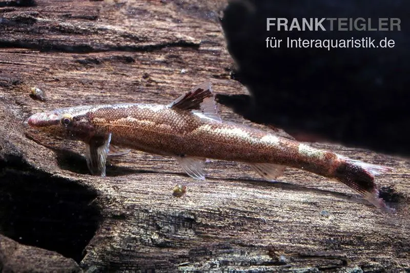 Loche gecko, Homaloptera bilineata