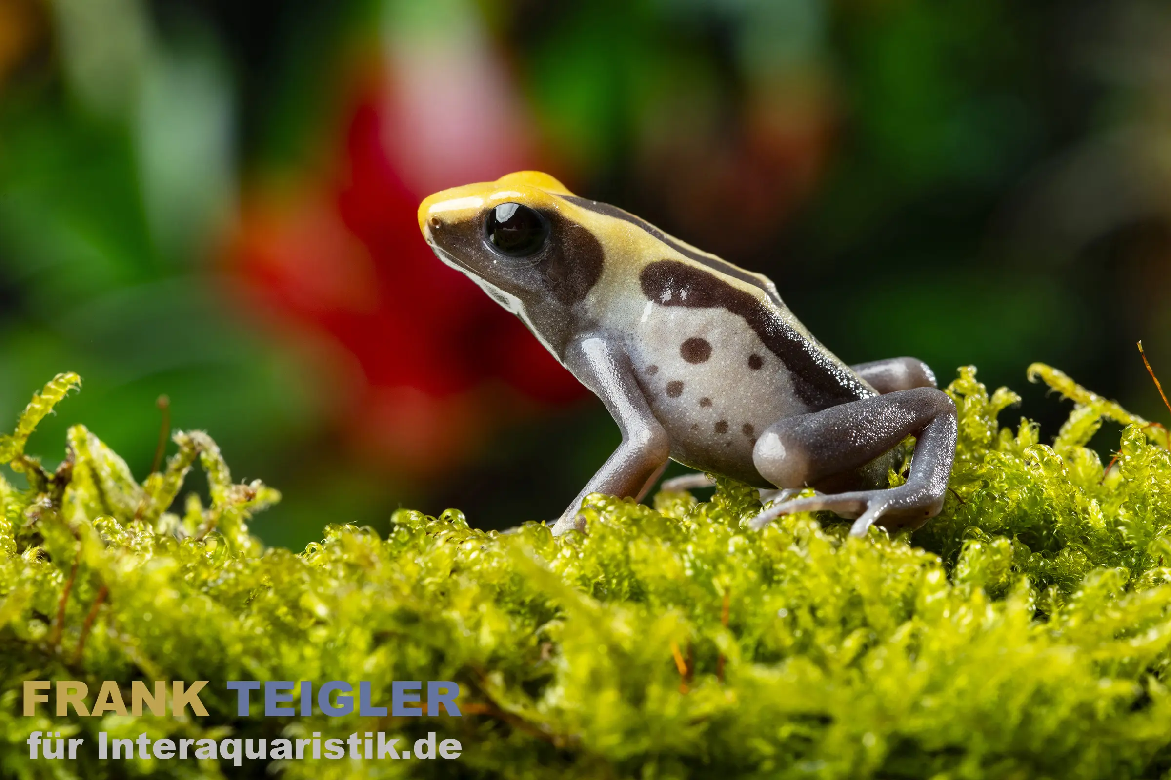 Grenouille tinctoriale Patricia Ghost, Dendrobates tinctorius