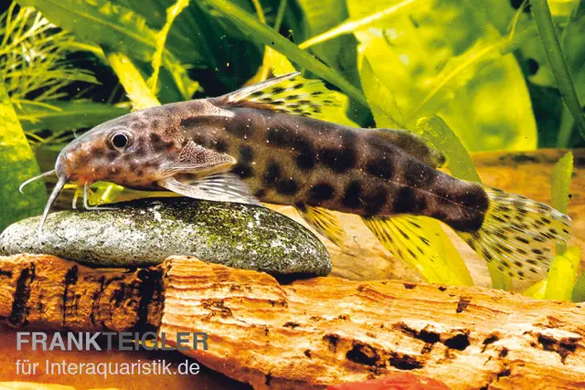 Silure à barbillon plumeux de Waterlot, Synodontis waterloti