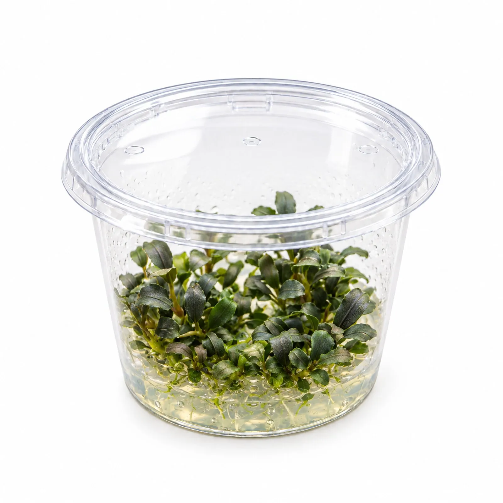 Bucephalandra brownie « Purple », in vitro