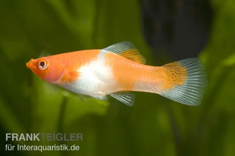 Porte-épée koi rouge-blanc (kohaku), Xiphophorus helleri