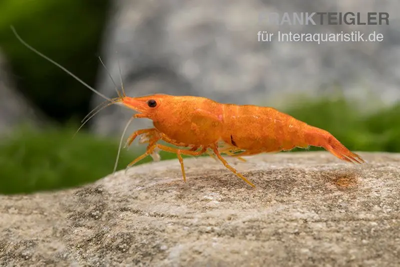 Crevette Golden Dust, Neocaridina davidi