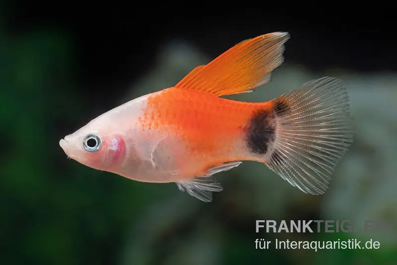 Platy Mickey Mouse rose à nageoire dorsale haute, Xiphophorus maculatus