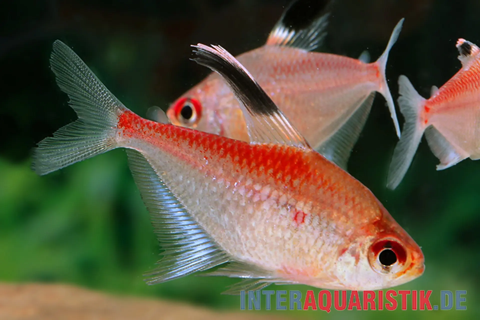 Tétra tache-cerise à dos rouge, Hyphessobrycon pyrrhonotus