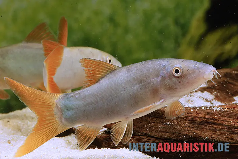 Loche à nageoires rouges, Botia lecontai/modesta (Yasuhikotakia lecontei)
