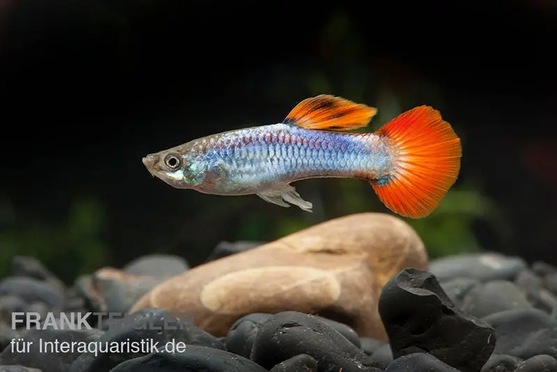 Guppy Neon Firetail, Poecilia reticulata, vendu par couple