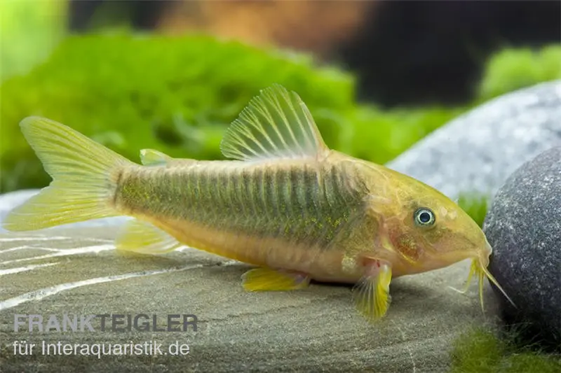 Corydoras doré, Corydoras melanotaenia