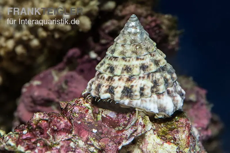 Escargot turbo, Tectus fenestratus