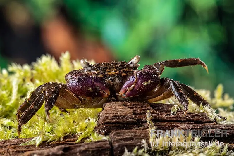 Crabe de mangrove aux pinces lilas, Parasesarma sp. "Lilac Claw"