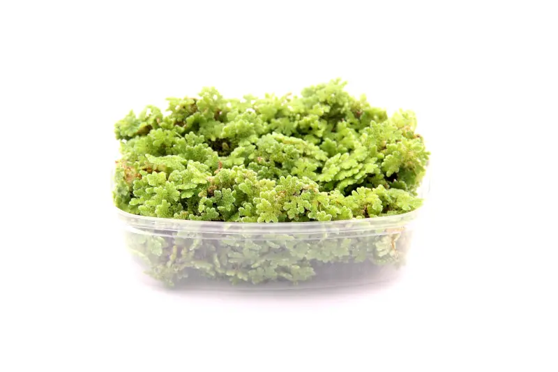 Fougère flottante, Azolla filiculoides, en gobelet