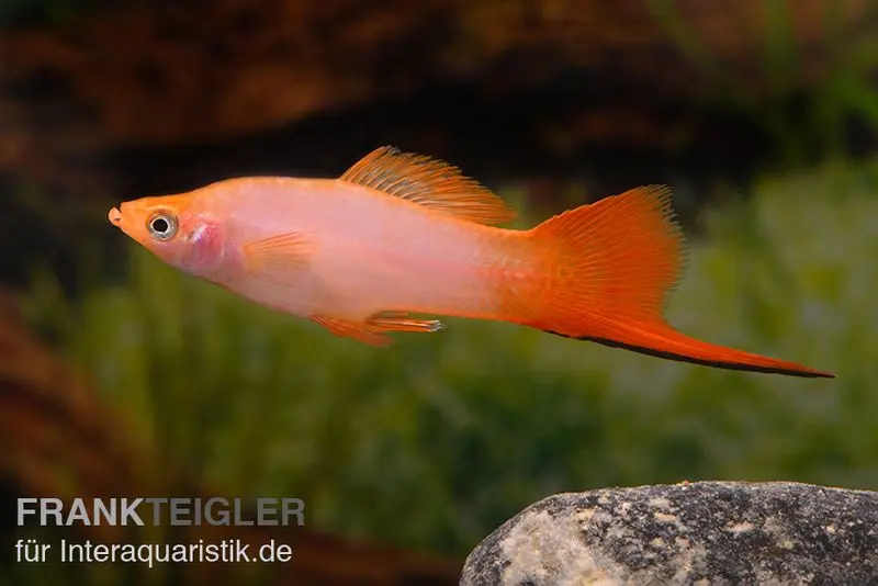 Porte-épée rose, Xiphophorus helleri