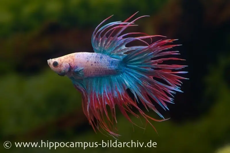 Combattant Crown Tail multicolore, issu d’élevage, mâle, Betta splendens
