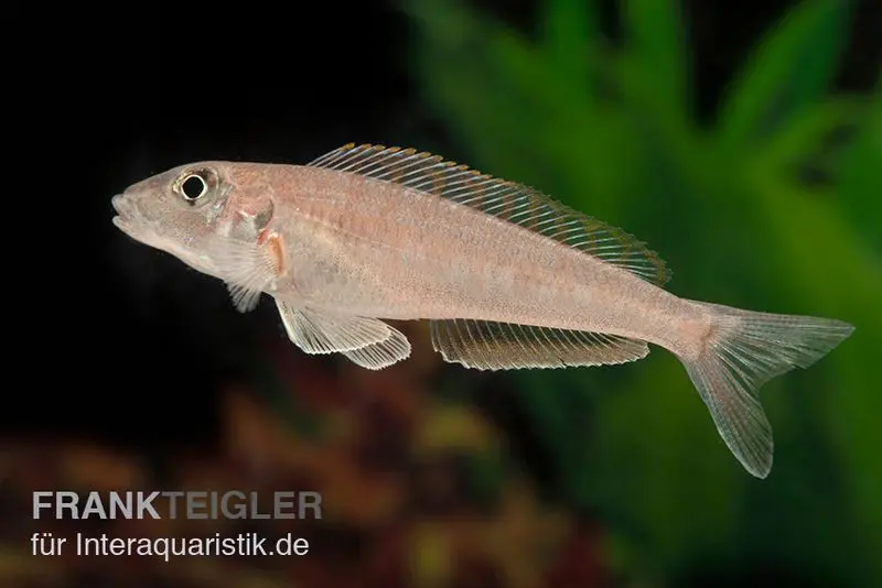 Cichlidé de rêve du Tanganyika, Enantiopus melanogenys « Kilesa », élevage allemand