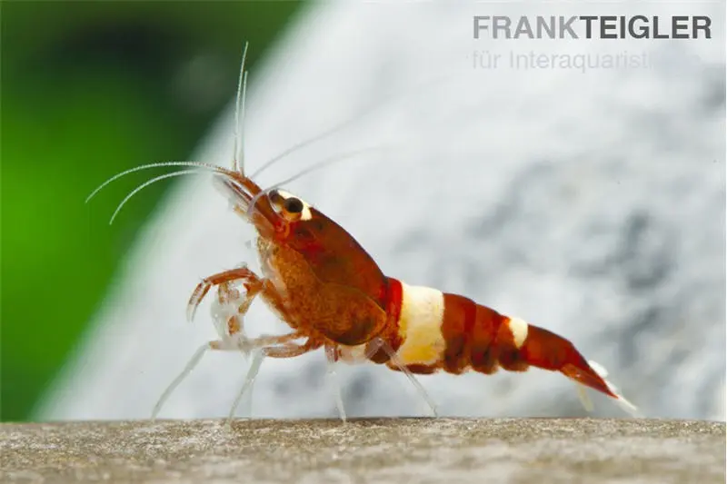 Crevette Taiwan Bee Red Wine (Red Panda)