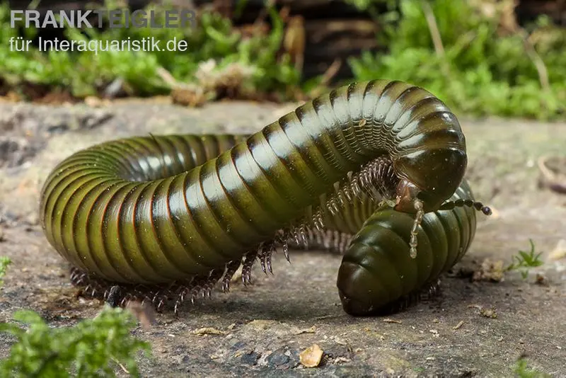 Mille-pattes à rayures vertes, Spirostreptus spec.