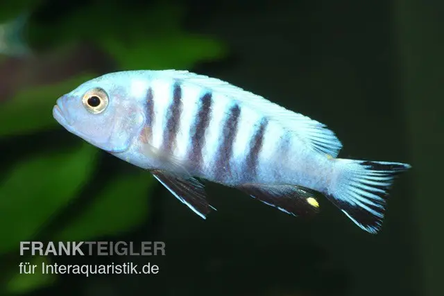 Pseudotropheus kingsizei maingano (Metriaclima pulpican), 3-4 cm élevage allemand