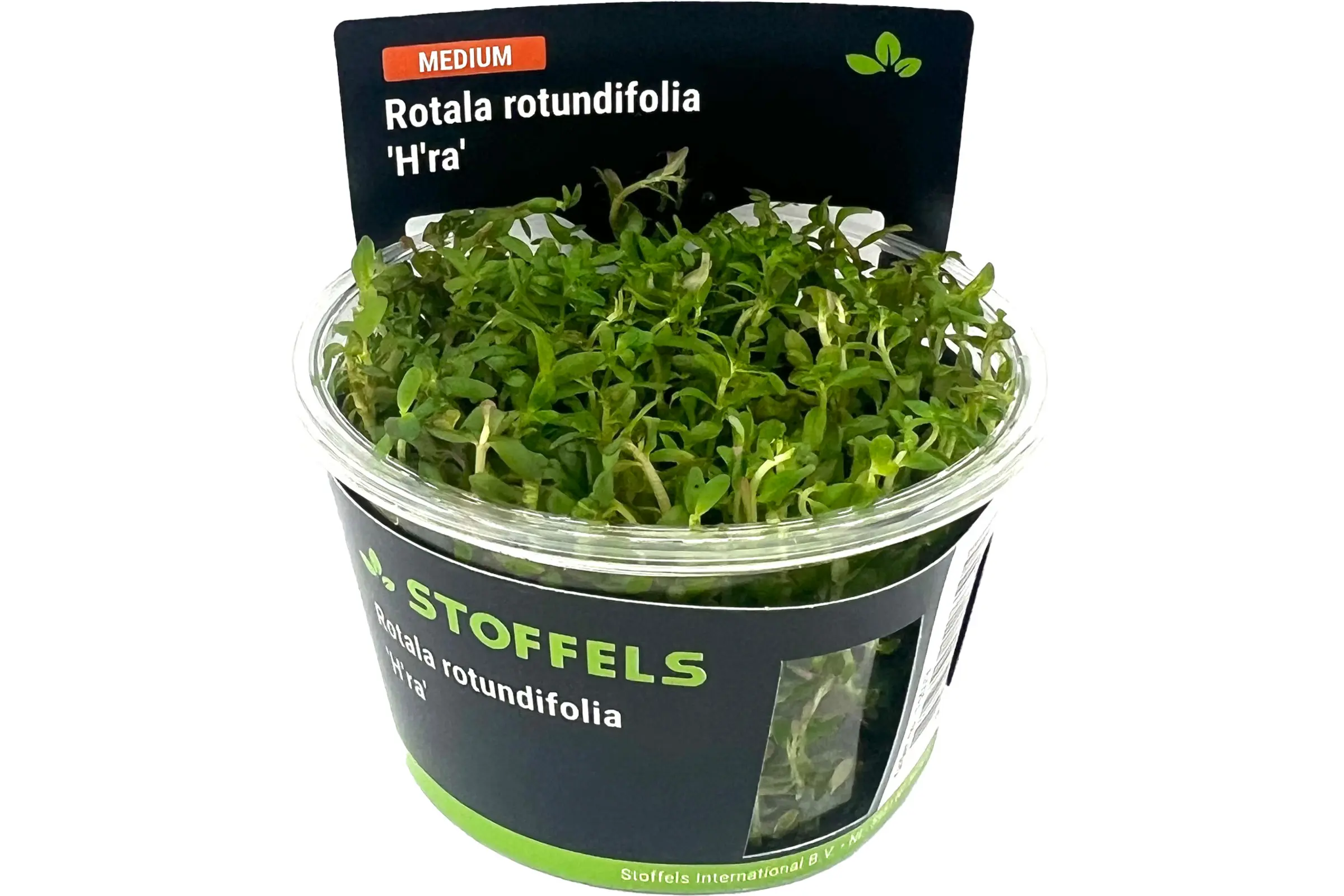 H'Ra-Rotala, Rotala sp. "H'Ra", In Vitro