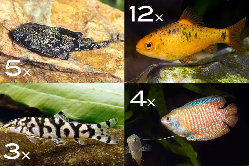 Assortiment de poissons d’ornement Asie pour 120 cm