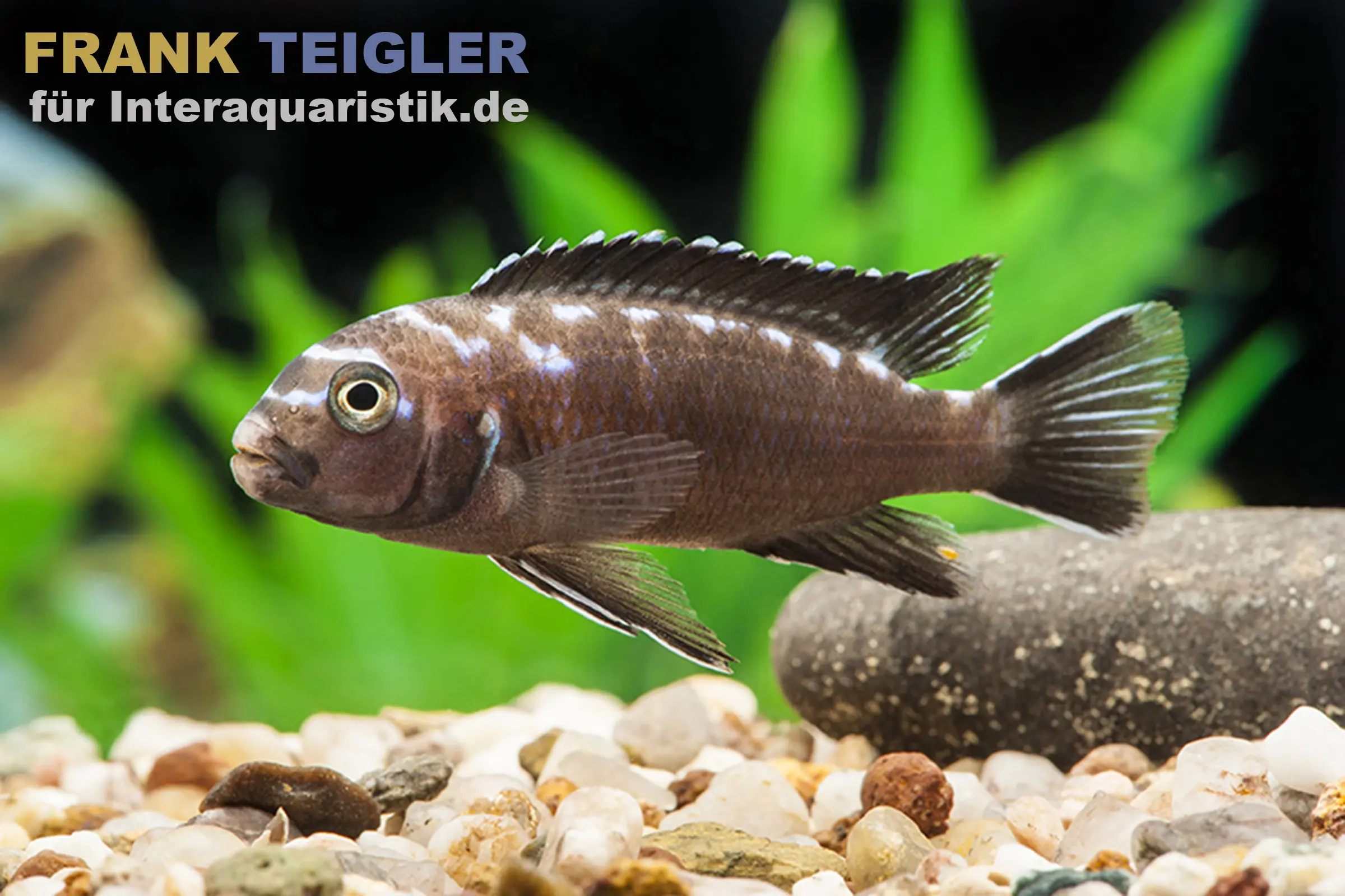 Elongatus à taches néon, Pseudotropheus elongatus "Neon Spot"