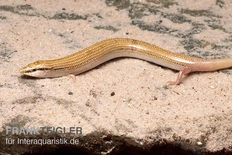 Chalcide cunéiforme, Chalcides sepsoides