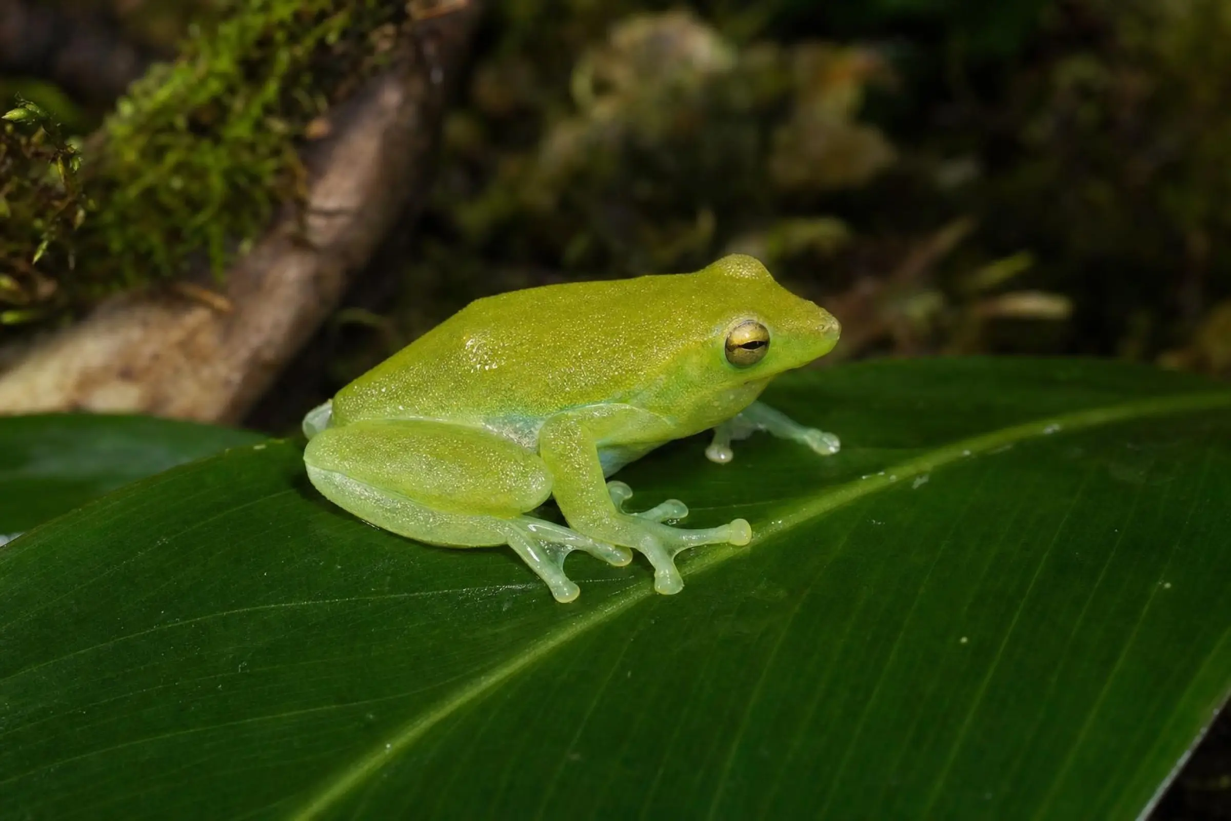 Rainette citron vert de l’Orénoque, Sphaenorhynchus lacteus