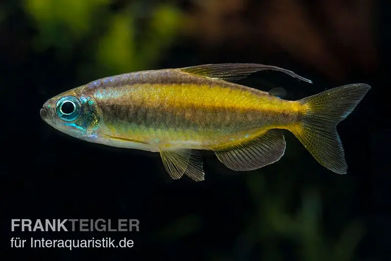 Tétra du Congo doré, Phenacogrammus aurantiacus