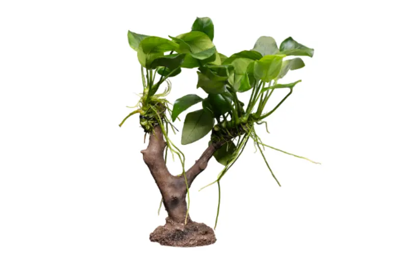 Petite anubias, Anubias nana, sur nano-tronc