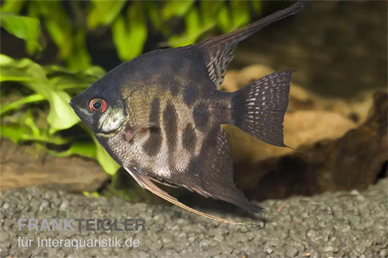 Scalaire zèbre fumé, Pterophyllum scalare Zebra Smoke, élevage allemand