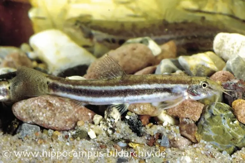Loche léopard, Acanthocobitis botia, 4-6 cm