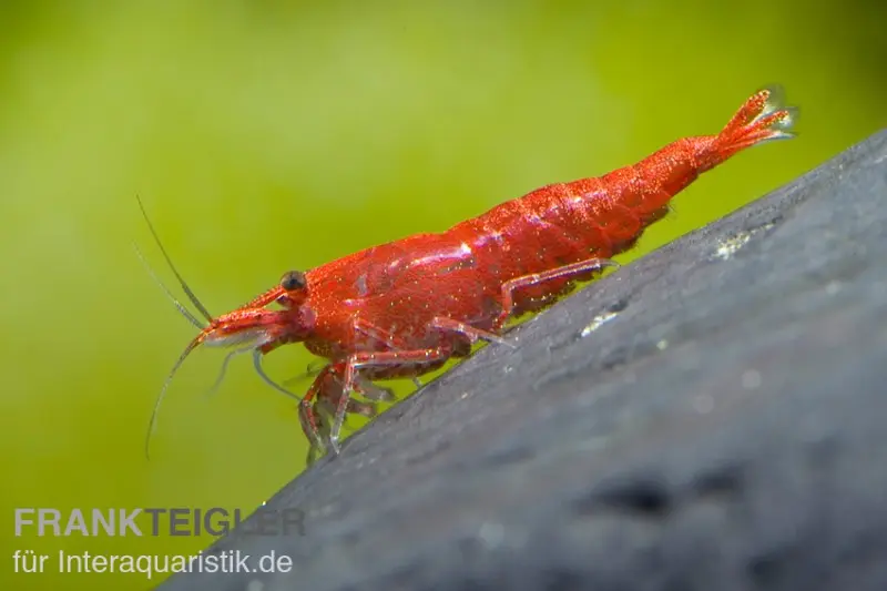 Crevette Sakura Red, Neocaridina davidi