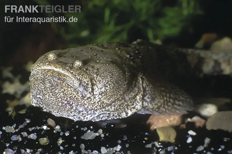 Poisson-grenouille du Pérou, Potamobatrachus trispinosus, 9-11 cm