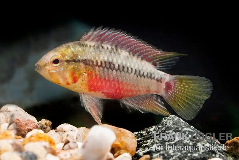 Cichlidé nain à trait rouge, Apistogramma hongsloi (forme rouge), vendu en couple