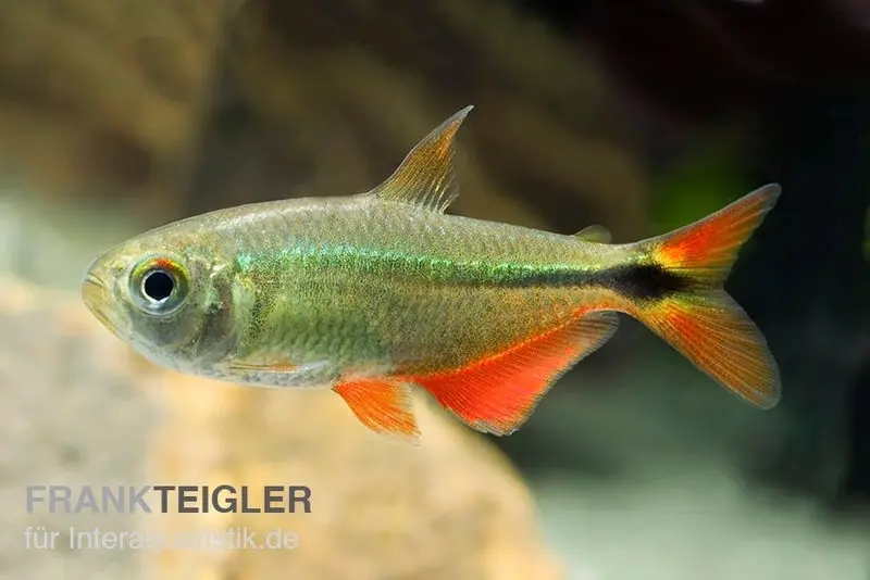 Tétra à tache losangée, Hemigrammus caudovittatus