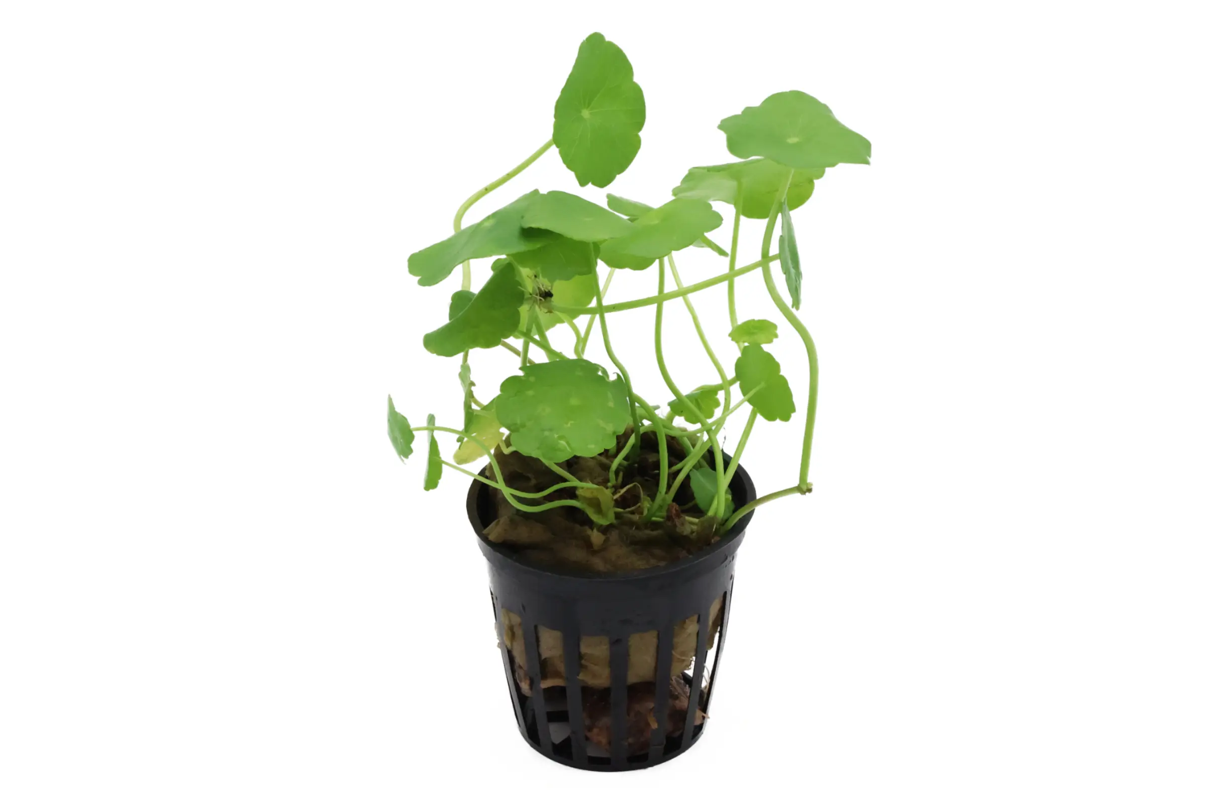 Hydrocotyle américain, Hydrocotyle verticilliata, en pot