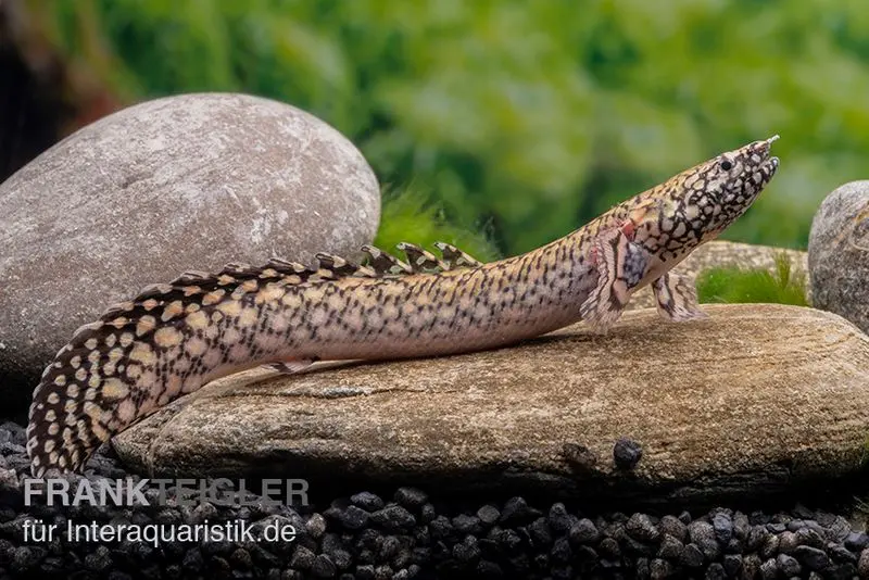 Bichir orné, Polypterus ornatipinnis, issu d’élevage