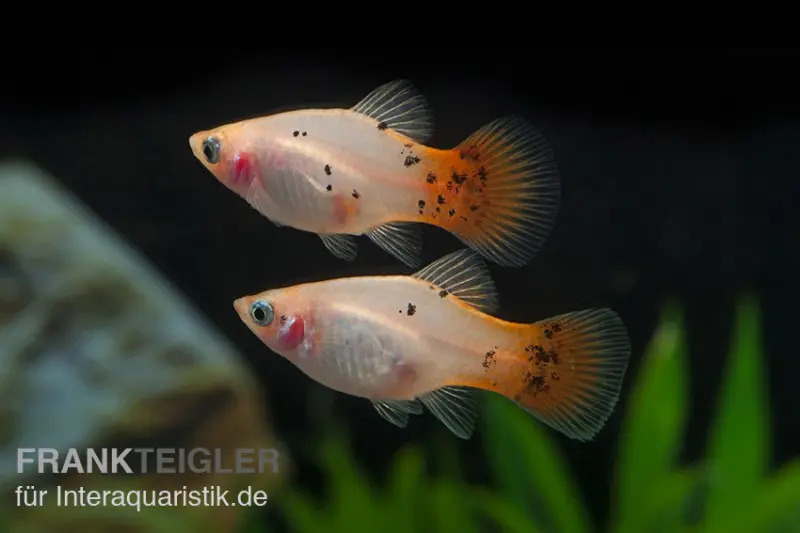 Platy argenté-rose, Xiphophorus maculatus