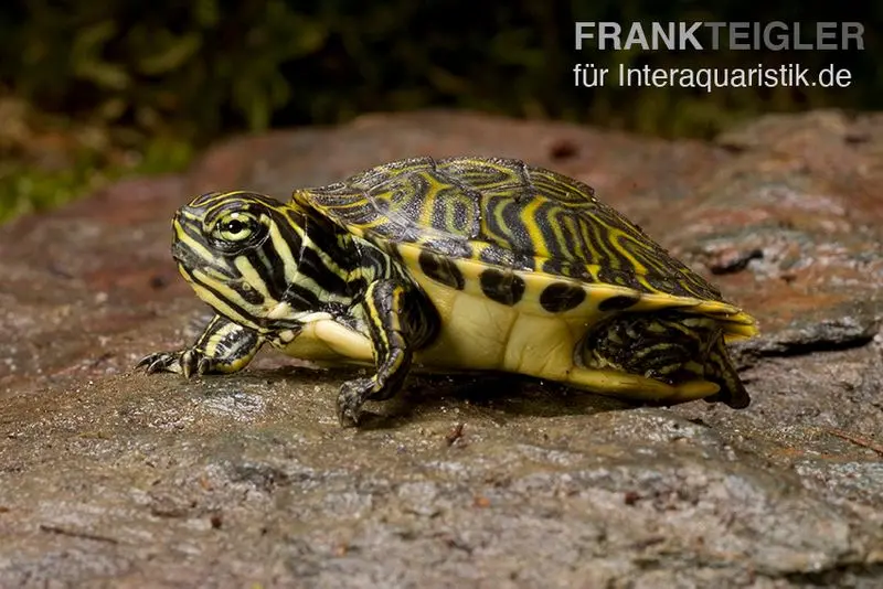 Tortue de la péninsule, Pseudemys peninsularis